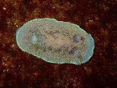 Acanthodoris nanaimoensis