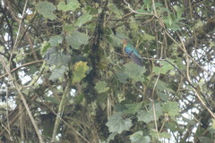 Pterophanes cyanopterus