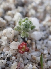 Eremocarya micrantha