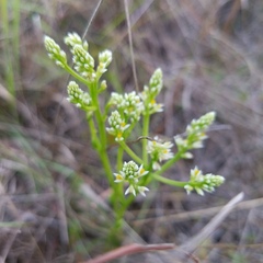 Polygala carteri