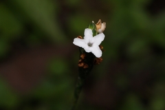 Elytraria caroliniensis