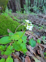 Cardamine californica