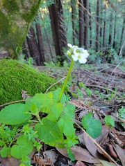 Cardamine californica