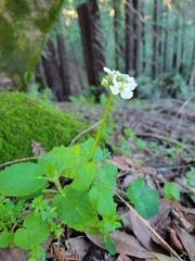 Cardamine californica