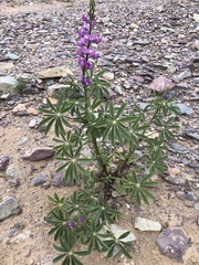 Lupinus arizonicus