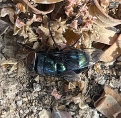 Chrysomya rufifacies