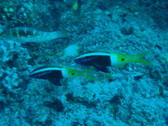 Parupeneus barberinoides