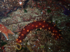 Apostichopus californicus