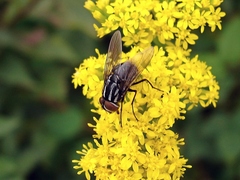 Graphomya maculata