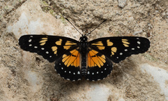 Chlosyne narva