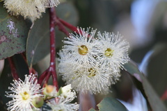 Eucalyptus macrorhyncha