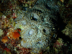 Acanthastrea