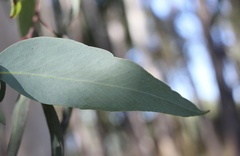 Eucalyptus macrorhyncha