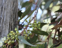 Eucalyptus macrorhyncha
