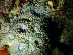 Acanthastrea