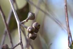 Eucalyptus macrorhyncha