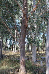 Eucalyptus macrorhyncha