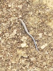 Plestiodon septentrionalis obtusirostris