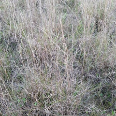 Andropogon virginicus