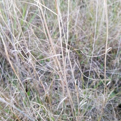 Andropogon virginicus