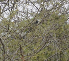 Phaenicophaeus viridirostris