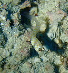 Amblyeleotris guttata