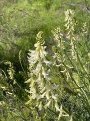 Astragalus trichopodus