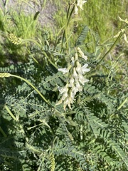 Astragalus trichopodus