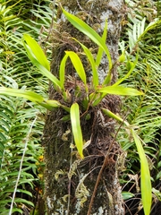 Prosthechea cochleata