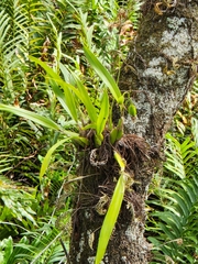 Prosthechea cochleata