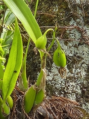 Prosthechea cochleata
