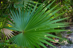 Thrinax radiata