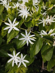 Jasminum multiflorum