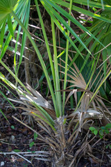 Thrinax radiata