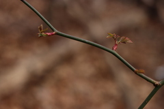Rose rosette emaravirus