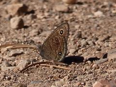 Cercyonis sthenele