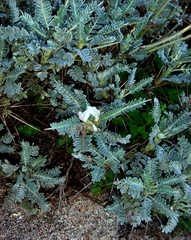 Astragalus thermensis