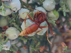 Polistes kaibabensis