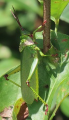 Taphronota calliparea