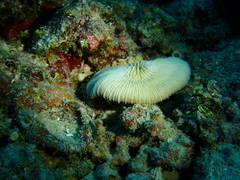 Pleuractis granulosa
