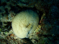Pleuractis granulosa