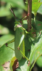 Taphronota calliparea