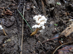 Cordyceps sinclairii