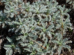 Astragalus thermensis