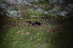 Plethodon chattahoochee