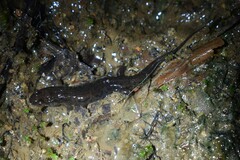 Desmognathus ocoee