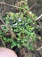 Cladonia strepsilis