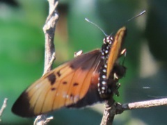 Acraea natalica
