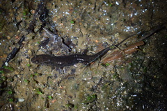 Desmognathus ocoee