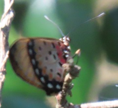 Acraea natalica